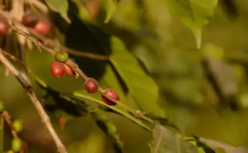 Cherries, the fruit of the coffee tree, generally contain two coffee beans--actually two seeds, each with one flat side--inside. Tanzania is famous for its peaberry coffee, produced by a rare mutation that creates only a single seed with no flat part. Image by Dan Grossman. Tanzania, 2016.