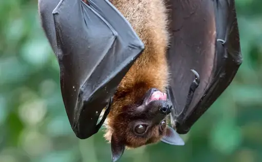 A fruit bat hangs upside down. Image by Benjamin B / Shutterstock.