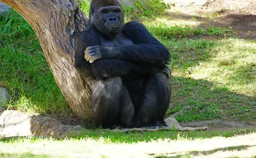 View of a Western gorilla at the San Diego Zoo Safari Park in San Diego, California. Image by EQRoy/Shutterstock. United States, 2020.