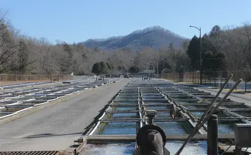Trout live in outdoor channels called raceways at the Setzer State Fish Hatchery in Pisgah National Forest, North Carolina. Image by Emma Johnson. United States, 2020.