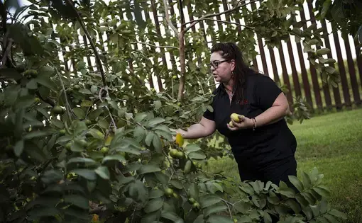Melissa Solis picks guavas behind her family home on Oklahoma Avenue in Brownsville in August 2017. The federal government built the border fence about 40 feet from her family's home, but because it's not on their property they didn't receive compensation. Image by Martin do Nascimento. United States, 2017.