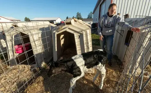 Kristyn Nigon moves a young calf to its hutch. (Mark Hoffman / Milwaukee Journal Sentinel)