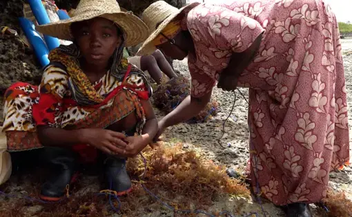 Seaweed farmers prepare to plant the high-value species in a deep water farm. Crops in shallow water farms have been failing in Zanzibar due to warming sea water temperatures attributed to climate change. Image by Haley Joelle Ott. Tanzania, 2017.