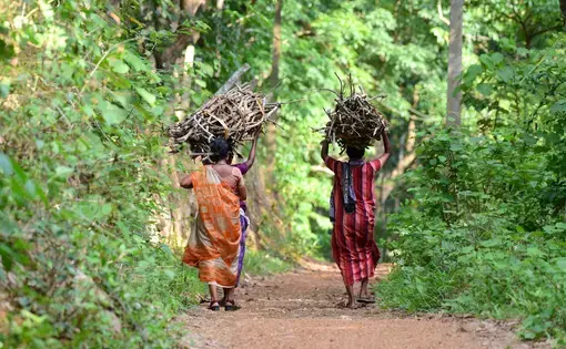 Women carrying fire wood in India. Undated. Image by shutterstock/Pradeep Krishnan G.R.