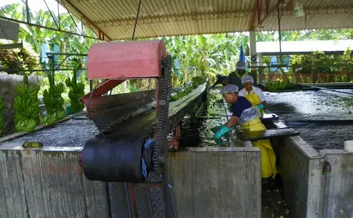 Workers wash bananas on a plantation in Magdalena. Image by J. Stephen Conn, courtesy of Flickr. Colombia, 2016.