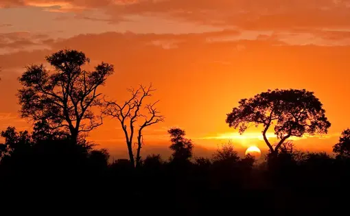 Kruger National Park. Image by Shutterstock. South Africa, undated.
