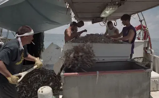 Dean Blanchard’s workers shovel piles of shrimp aboard the Ace of Trade off the coast of Grand Isle. Image by Spike Johnson. United States, 2019.
