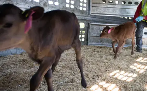 Migrant veterinarians working on Funk Dairy with young cows. Image courtesy of Milwaukee Journal Sentinel. United States, 2019.