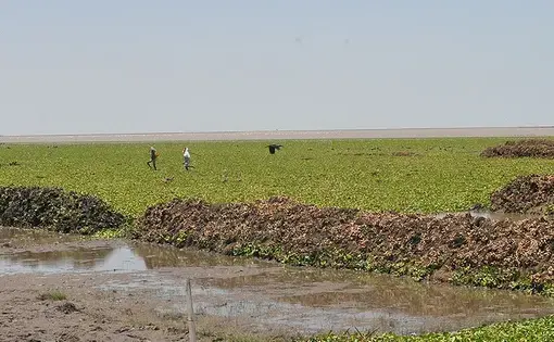 Water weed in Lake Tana. Flower farms have been accused of contaminating Lake Tana with fertilizers. Fertilizers stimulate the growth of water weed. Image by Geoffrey Kamadi. Kenya, undated.
