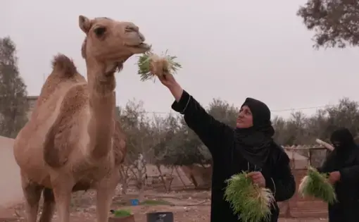 Image by Alessandro Pavone / PBS NewsHour. Jordan, 2020.