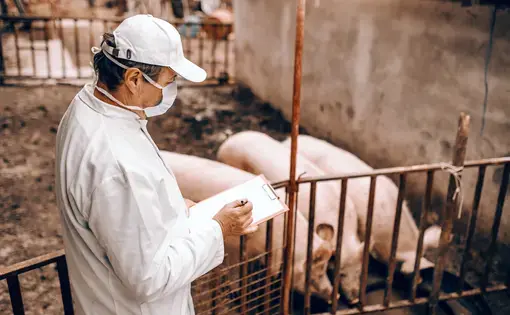 A veterinarian checks on pigs. Image by Dusan Petkovic / Shutterstock. Undated.