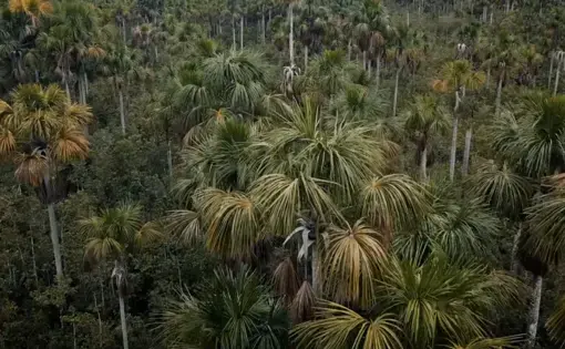 Drone footage shows the vast peatlands in Peru’s Pastaza-Marañón Foreland basin, including tall, thin aguaje palm trees. Image by Dado Galdieri. Peru, undated.