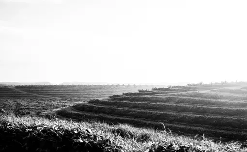 SAPLINGS. Palm oil plantations occupy about 1.9 million hectares of land in Riau. Image by Xyza Cruz Bacani. Indonesia, 2018.