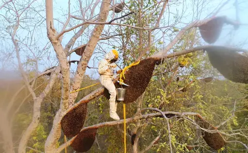 “Stop killing the bees and biodiversity,” says Heavenly Organics co-founder Amit Hooda. “And we live in harmony with each other–so stop killing one another. There are other ways to make money.”  Image by Mike Leibowitz. India, 2017.