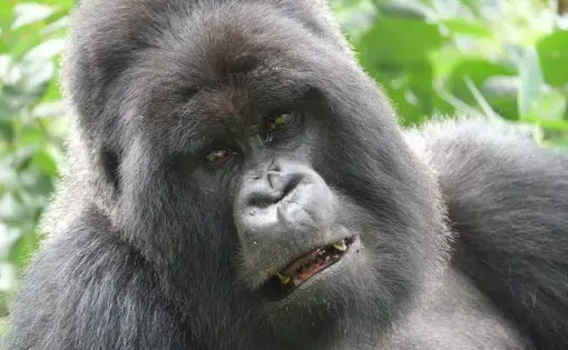 Meet Lucky, a silverback and head of the Hirwa group of mountain gorillas in Rwanda. Silverbacks are adult, male gorillas, known for the silver hair on their backs; they lead groups composed of adult male and female gorillas and their babies. Image by Elham Shabahat. Rwanda, 2017.