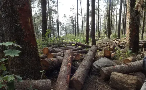In the Sierra Chinqua sanctuary logging from the storm in March 2016 is still ongoing. Loggers with permission to go into the reserve travel into the core zone of the sanctuary and remove fallen trees. Image by Jesse Granger. Mexico, 2017.