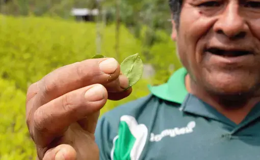 Don Mario, coca grower, is showing coca leaves he grew. His coca crops are entirely organic. Image by Alice Campaignolle. Bolivia, 2019.