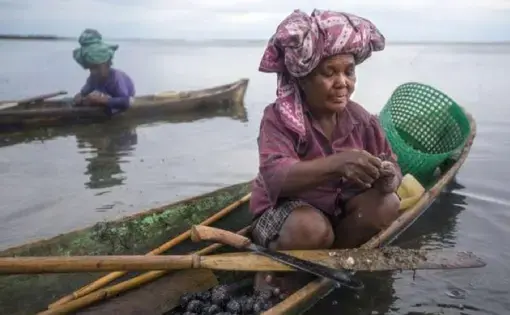 Mbilia gathering sea urchins. Image by Steve Ringman. Indonesia, 2013.