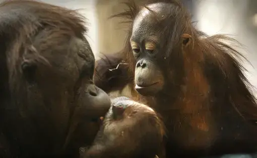 Mahal, an orangutan, is pictured in March 2010 with his surrogate mother, MJ, at the Milwaukee County Zoo. The young orangutan, 3 years old in the photo, was transferred to Milwaukee from a zoo in Colorado after his birth mother rejected him. Image by Mark Hoffman. United States, 2012.