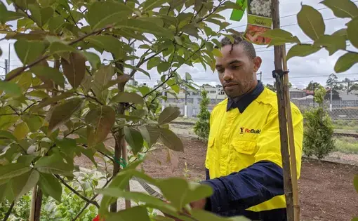 A week after leaving Ravenhall, Ali Tibballs inspects trees he's about to plant on a landscaping project in Melbourne, Australia. Image by Rae Ellen Bichell / Mountain West News Bureau. Australia, 2020.