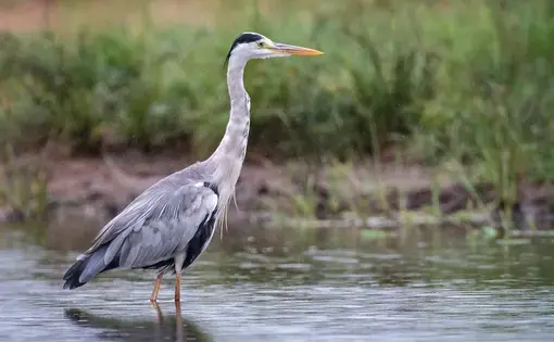 Grey heron at the Kruger National Park in the provinces of Limpopo and Mpumalanga in northeastern South Africa. Image by Andy Price / Flickr. South Africa, 2019.