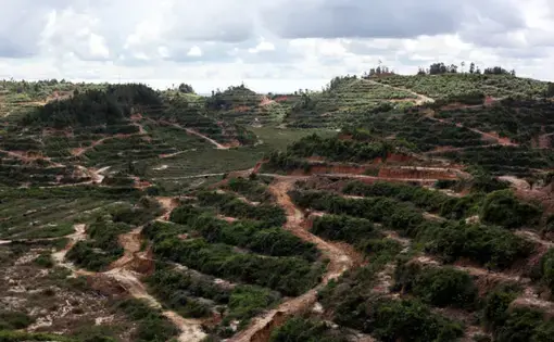 An oil palm plantation that replaced a forest in the state of Sarawak. Image by Binsar Bakkara for Yale E360. Malaysia, 2017.