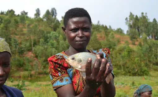 A member of the Amahoro fish farming cooperative holds up a fish she has caught. Image by Cammie Behnke. Rwanda, 2018. A member of the Amahoro fish farming cooperative holds up a fish she has caught. Image by Cammie Behnke. Rwanda, 2018.