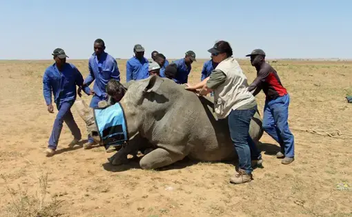Workers at John Hume's rhino ranch prepare to remove the horn of a rhino. Image by Rachel Nuwer. South Africa, 2016.