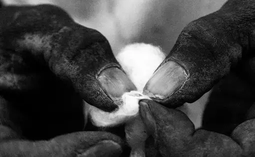 A farmer is seen extracting the seed out of the cotton crop, in Boromo. Image by Jošt Franko. Burkina Faso, 2015.