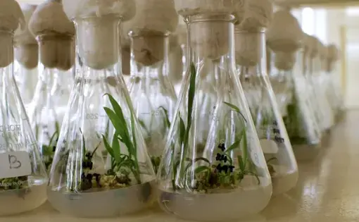 Young shoots, grown in culture, at the Malaysian Palm Oil Board's lab, in Kuala Lumpur. Scientists use tissue culture to clone the highest-yielding trees. Image by Wudan Yan. Malaysia, 2017.
