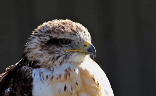 ferruginous hawk