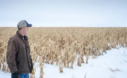 North Dakota farmer Ryan Pederson gazes at a field of corn near Rolette, North Dakota that he couldn't harvest last fall. Despite the challenges, North Dakota farmers are growing much more corn than they used to.Image by Christopher Walljasper / For Harvest Public Media. United States, 2020.