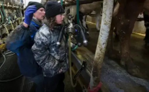 Kendra Thewis is aided by her 7-year-old daughter, Starr, with the chores in the milking parlor of the family farm near Mellen in rural Ashland County. Image by Mark Hoffman/Milwaukee Journal Sentinel. USA, 2019.