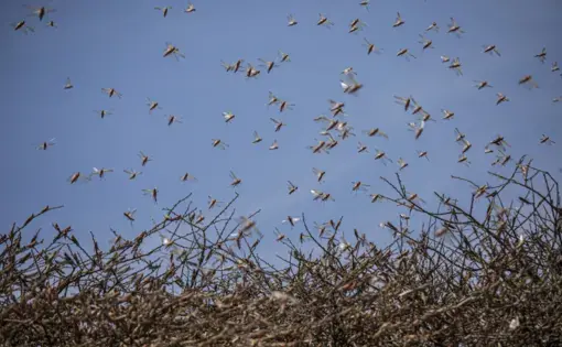 A swarm of desert locusts flies over an acacia tree in a remote part of Somalia.&nbsp;Image by Will Swanson / For The Times.&nbsp;​​​​​​​Somalia, 2020.