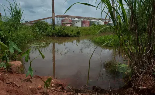 Overgrown bush spreads alongside the now defunct Paranam Operations for Suralco, a subsidiary of Alcoa. Image by Stephanie Strasburg/Pittsburgh Post-Gazette. Suriname, 2017.