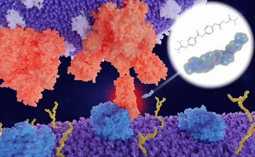 The protease inhibitor camostat is a potential candidate for the treatment of Sars-CoV-2 infections. It blocks the entry of the virus in human cells. Image by Juan Gaertner / Shutterstock.