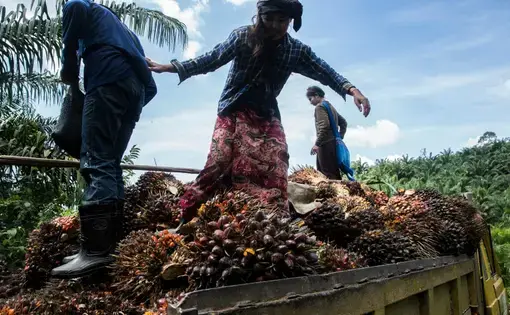Palm oil workers load palm fruits into a truck at Asia World palm oil plantation in Bank Mae Village, Myanmar. Image by Taylor Weidman/PRI. Myanmar, 2016.