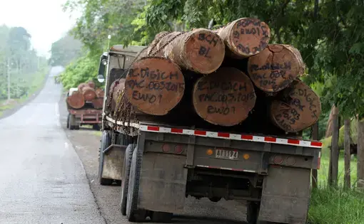 Deforestation in the Darién gap affects indigenous people. Image by Guido Bilbao. Panama, 2019.