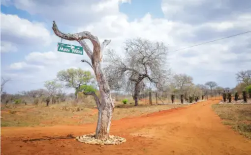 Twin City took over the leasehold of the 8,000ha Mooiplaas reserve from private investors, and consolidated it into Karangani Game Reserve. Image by Filipa Domingues. Mozambique, 2018.