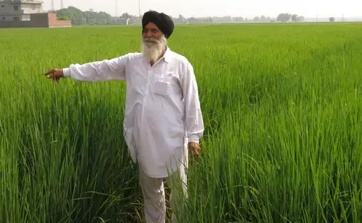 Joginder Singh stands in his rice paddy near the village of Noorpur Bet, Punjab. He started practicing climate-smart agriculture this year. He doesn’t read or write, but he learned the methods after visiting a demonstration site. Image by Lisa Palmer. India, 2015.
