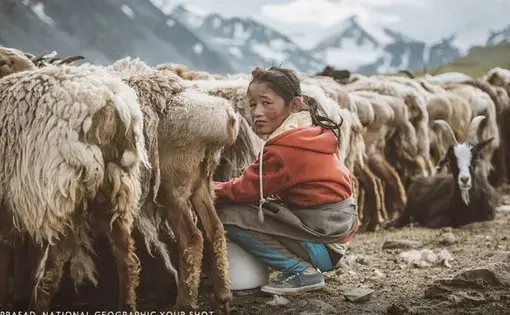 This young Kazakh girl in Western Mongolia was helping her mom milk the goats. Image by Atul Prasad, National Geographic Your Shot.