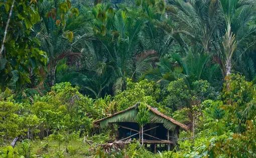 West Sumatra, Siberut Island. Image by Gudkov Andrey / Shutterstock. Indonesia, 2010.