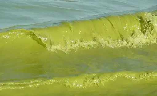 Harmful algal bloom in Lake Erie, Sept. 4, 2009. Image by NOAA/Flickr. United States, 2009.