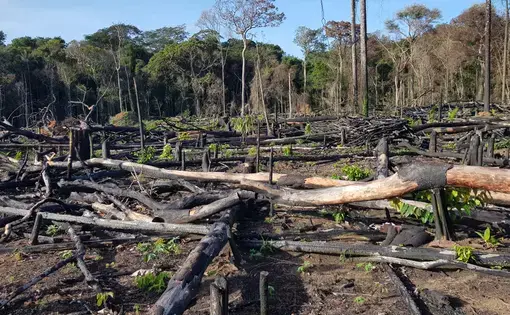 Deforestation of the Amazon rainforest. Image by Shutterstock. Brazil, 2019.