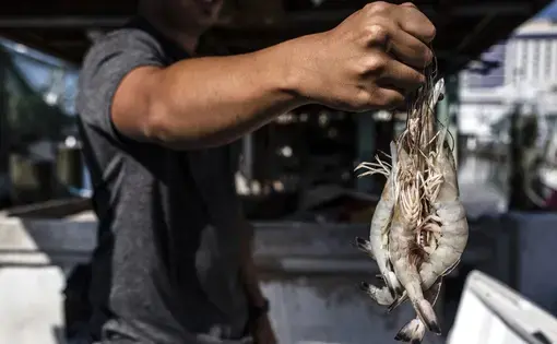 Shrimper Mike Nguyen in Biloxi. Image by Eric J. Shelton for Mississippi Today. United States, 2019.