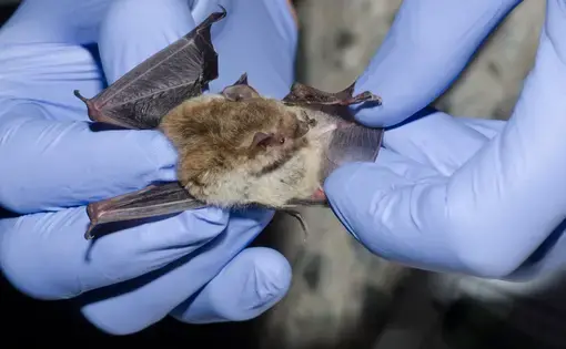 A wildlife biologist taking data on a bat caught in a mist net. Image courtesy Shutterstock.