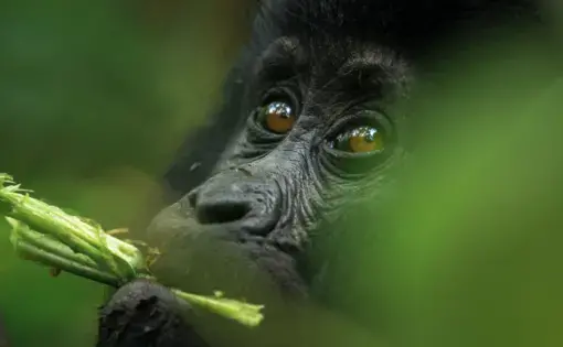 An eastern mountain gorilla baby feeding at Bwindi Impenetrable National Park, Uganda. Image via Shutterstock.