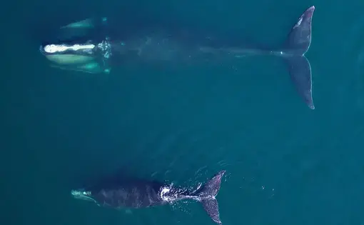An adult female North Atlantic right whale fed in Cape Cod Bay in early April 2019, accompanied by a young calf. NOAA, RESEARCH PERMIT #21371. United States, 2019.