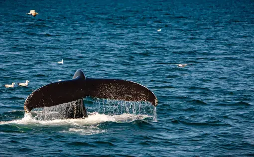 The tale of a Right Whale in the ocean off the coast of Cape Cod. Image by Jima Madigan / Shutterstock. United States, undated.