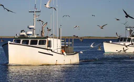 A fishing boat returning to Harbor followed by large flock of gulls. Image by Dennis W Donohue / Shutterstock. United States, undated.